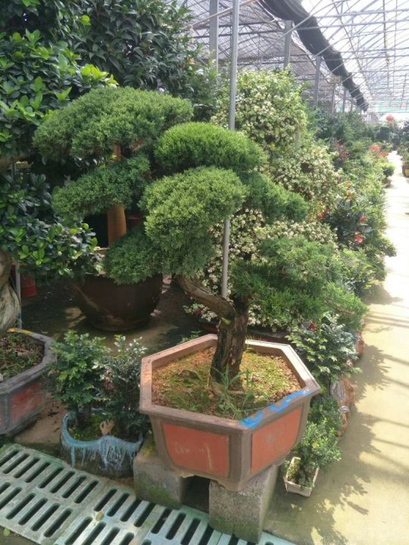 真柏