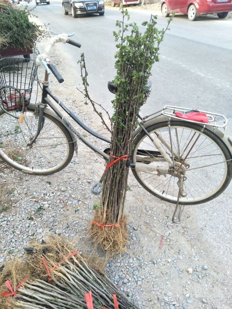 大红袍花椒苗花椒树苗凤椒小苗产量高种子出芽率高