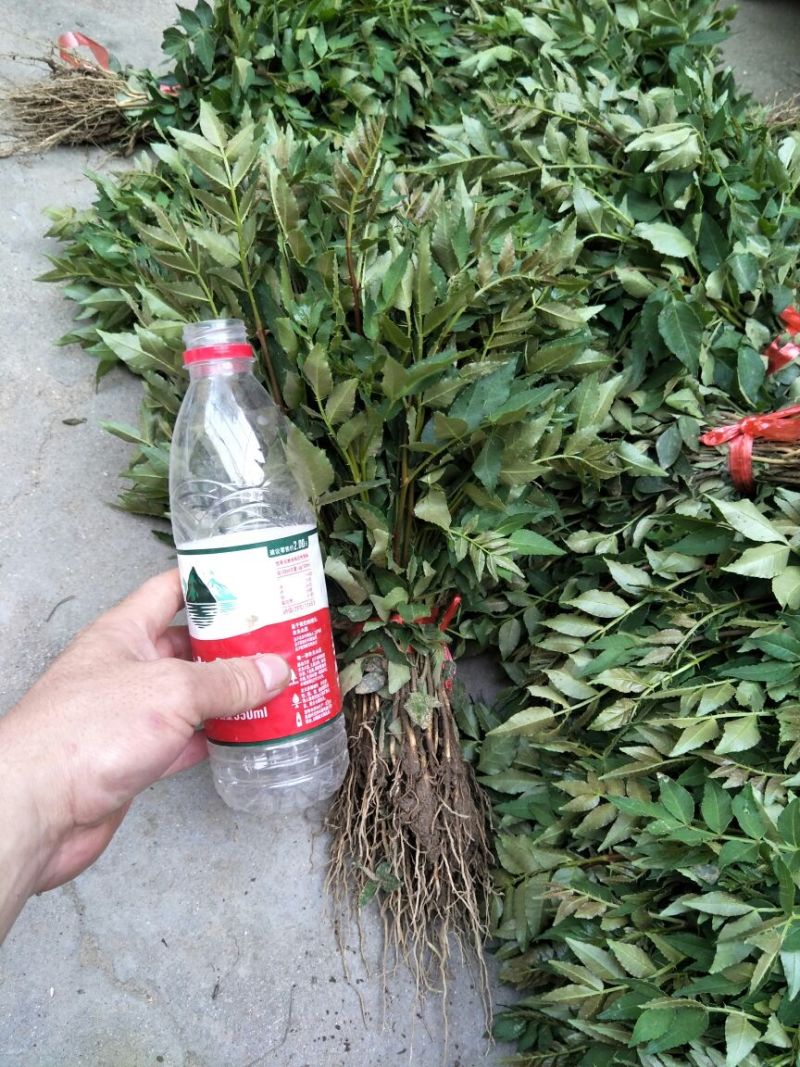 大红袍花椒苗花椒树苗凤椒小苗产量高种子出芽率高