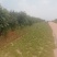 樟树市优质中花吴茱萸新货上市，质优价廉物美。