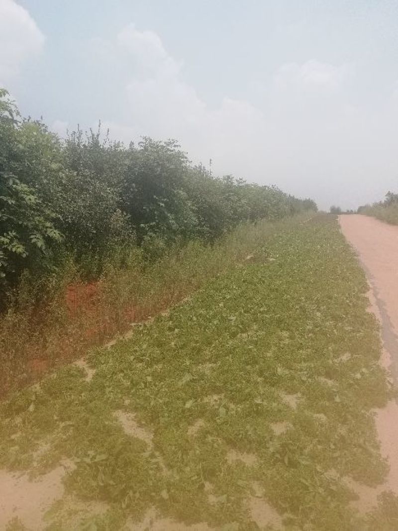 樟树市优质中花吴茱萸新货上市，质优价廉物美。
