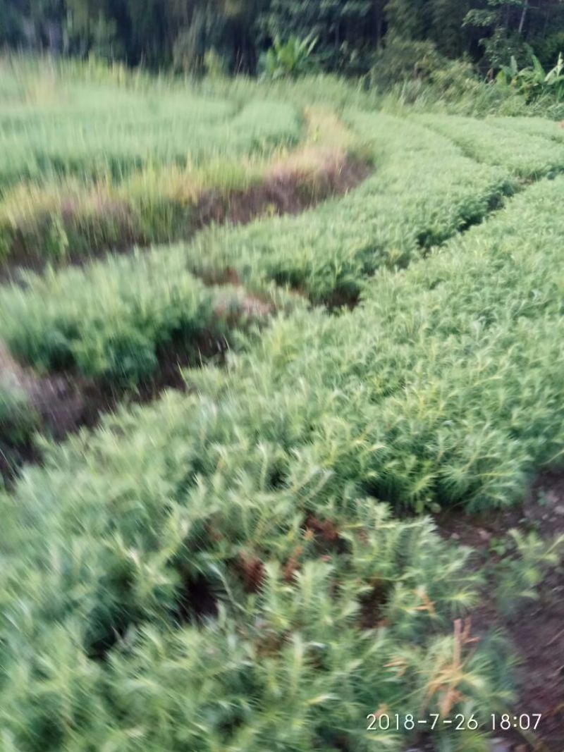 供应杉树苗松树苗