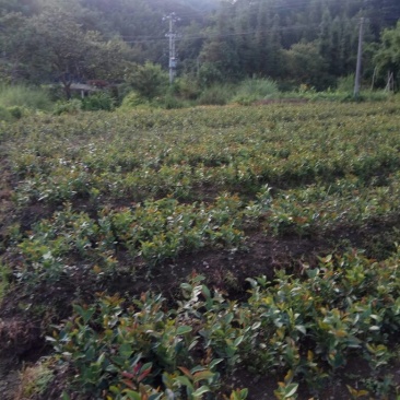 供应杉树苗松树苗
