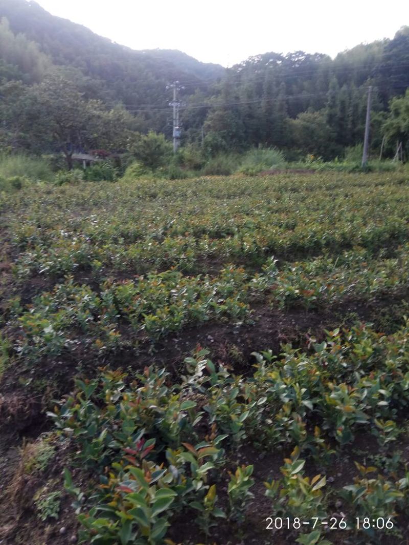 供应杉树苗松树苗