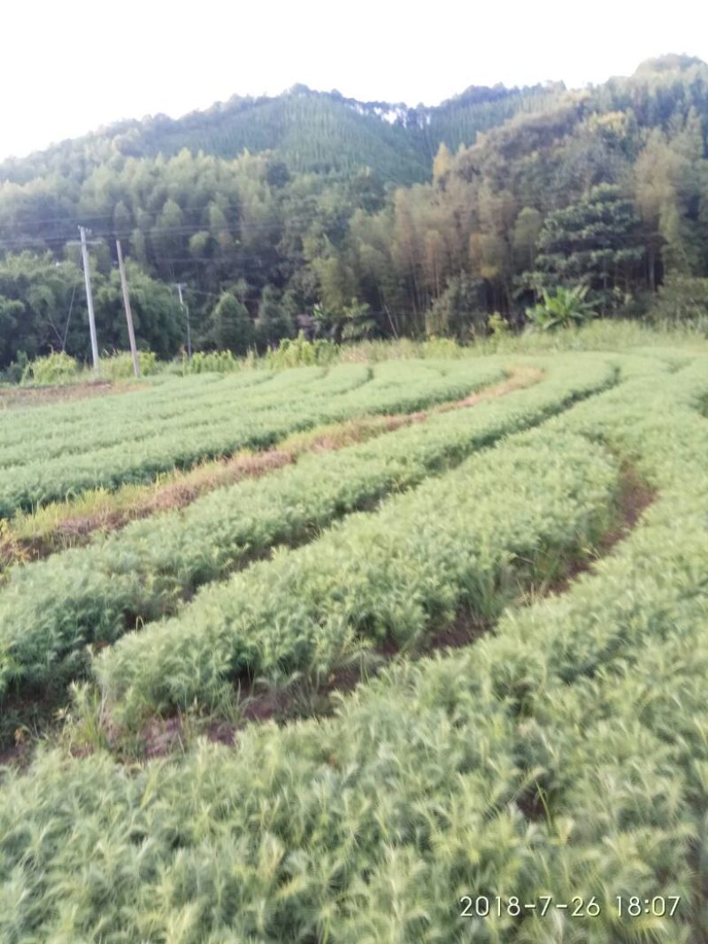 供应杉树苗松树苗