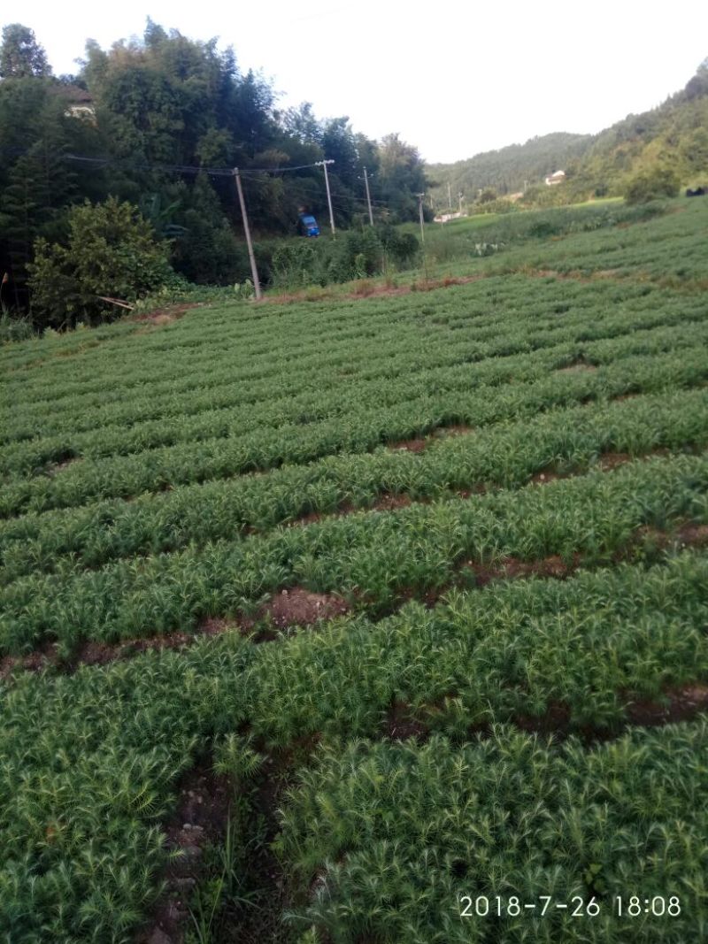 供应杉树苗松树苗
