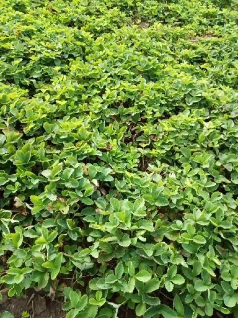 出售草莓苗，奶油草莓苗，四季草莓苗