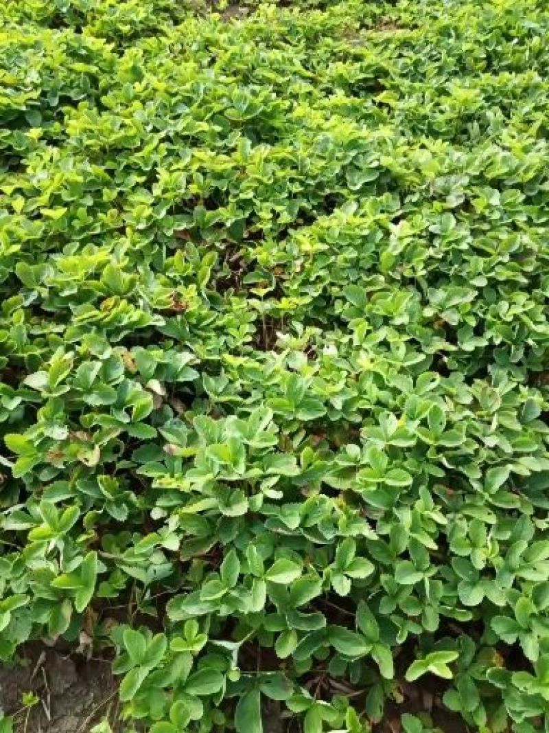 出售草莓苗，奶油草莓苗，四季草莓苗