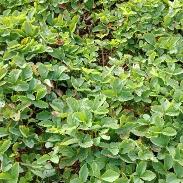 出售草莓苗，奶油草莓苗，四季草莓苗