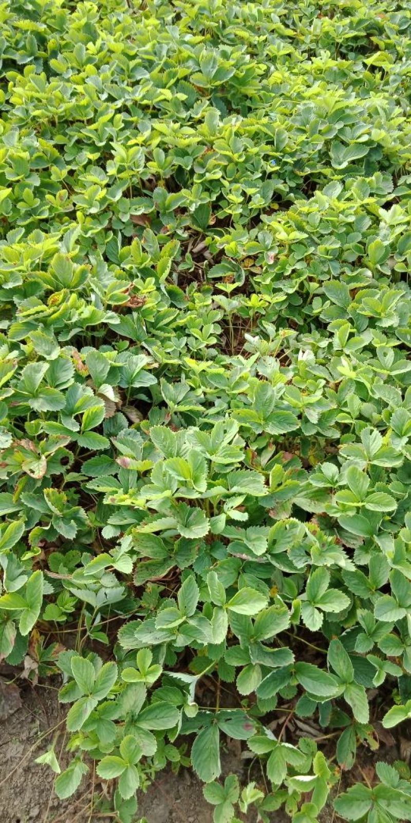 出售草莓苗，奶油草莓苗，四季草莓苗