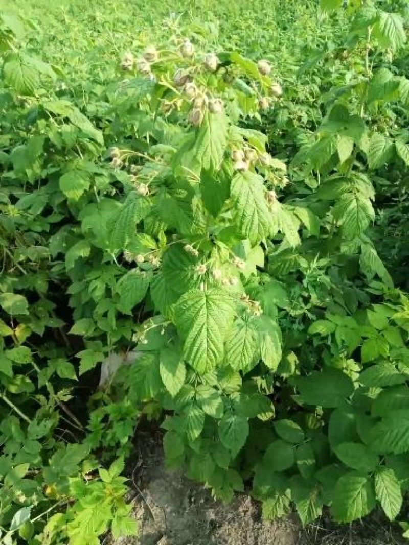 出售树莓苗，红树莓苗，双季树莓苗，红树莓苗