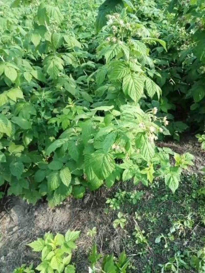 出售树莓苗，红树莓苗，双季树莓苗，红树莓苗