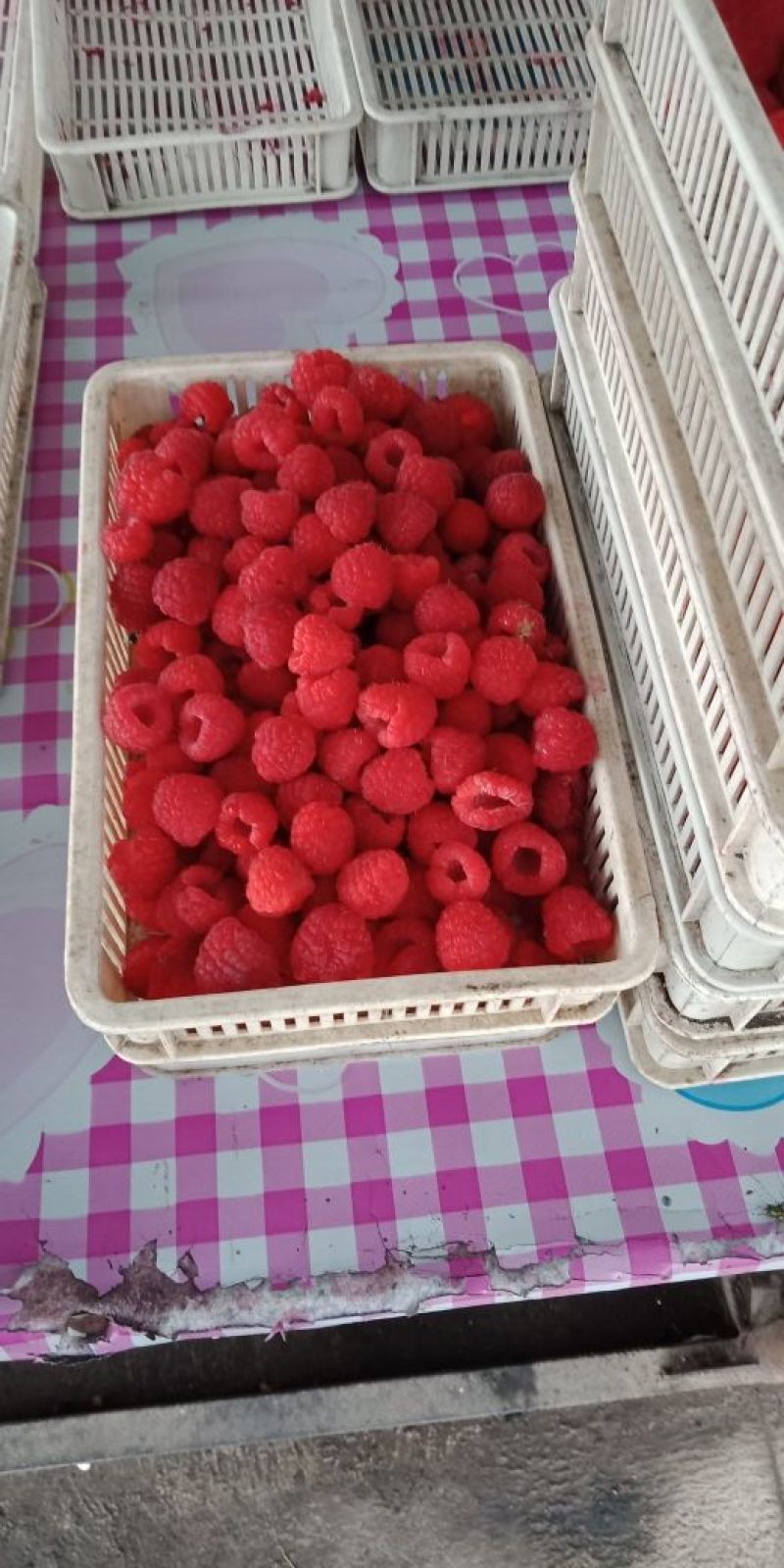 出售树莓苗，红树莓苗，双季树莓苗，红树莓苗