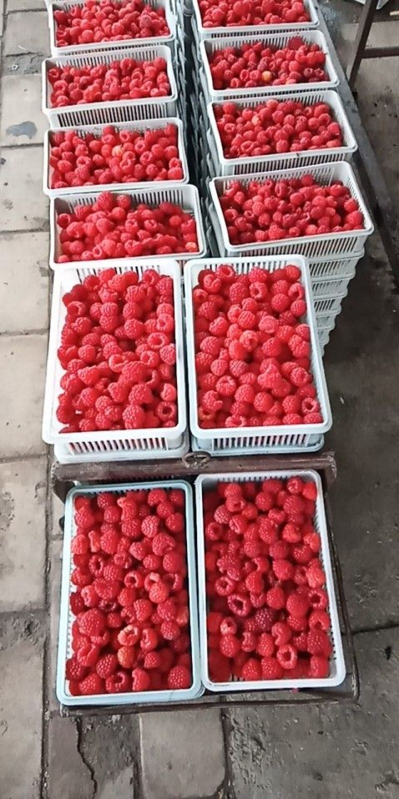 出售树莓苗，红树莓苗，双季树莓苗，红树莓苗