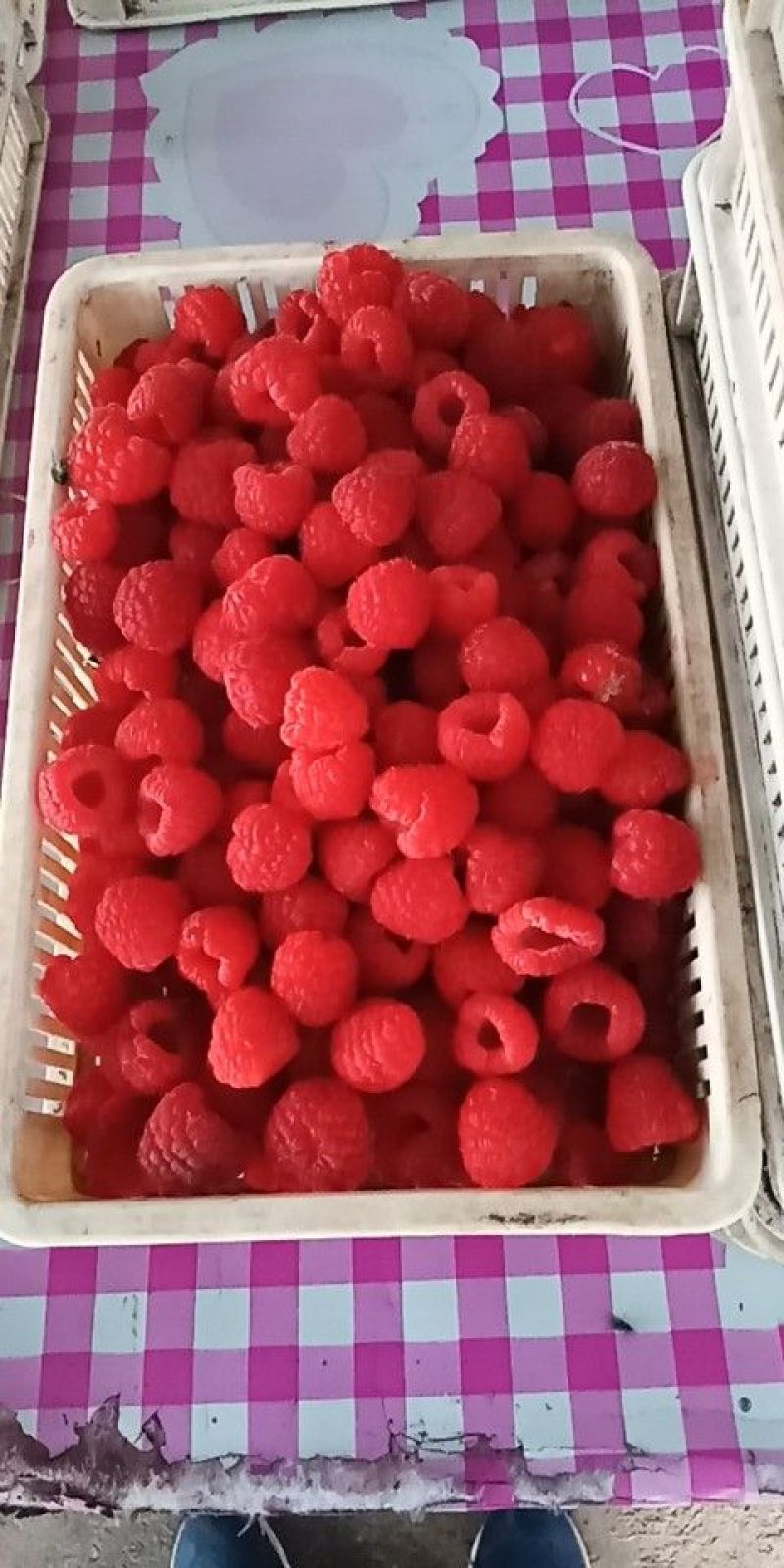 出售树莓苗，红树莓苗，双季树莓苗，红树莓苗