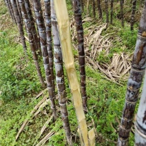 甘蔗颜色好，节巴好，粗度好