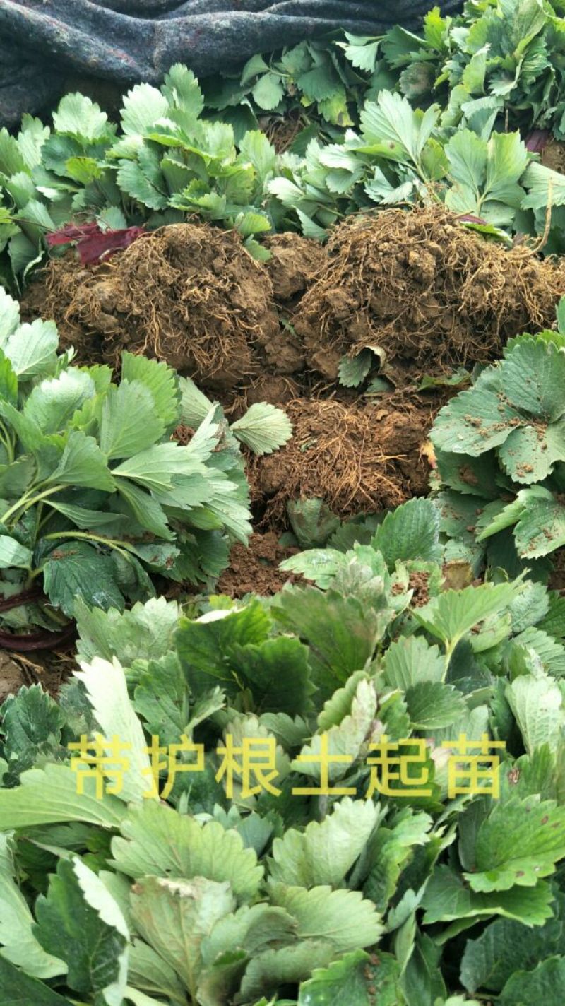 草莓苗当天发货冷链发车甜宝草莓苗起苗保湿邮寄