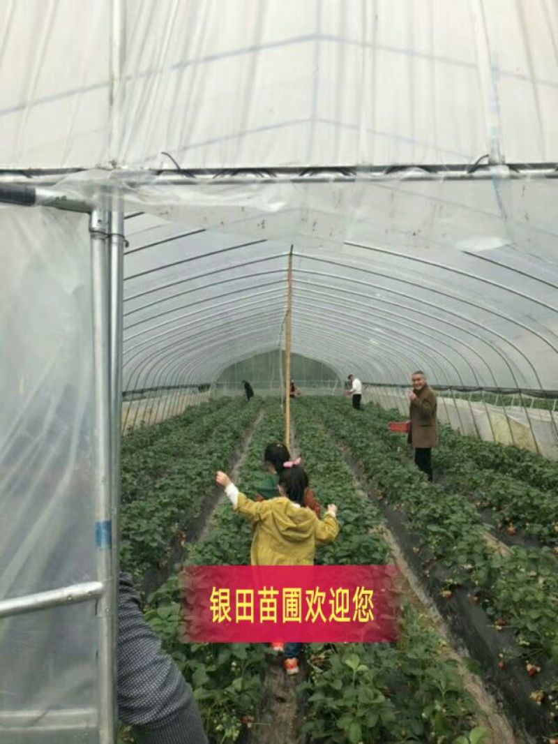 草莓苗当天发货冷链发车甜宝草莓苗起苗保湿邮寄