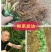 草莓苗当天发货冷链发车甜宝草莓苗起苗保湿邮寄