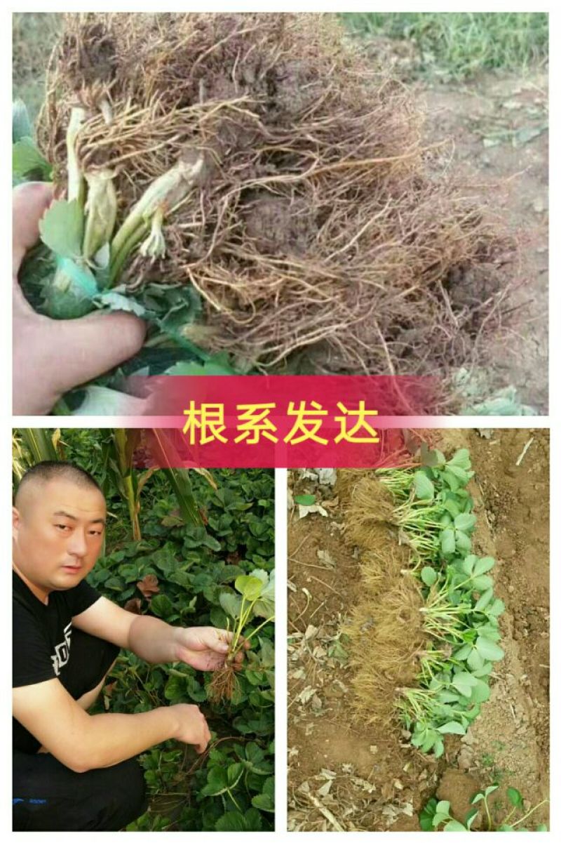 草莓苗当天发货冷链发车甜宝草莓苗起苗保湿邮寄