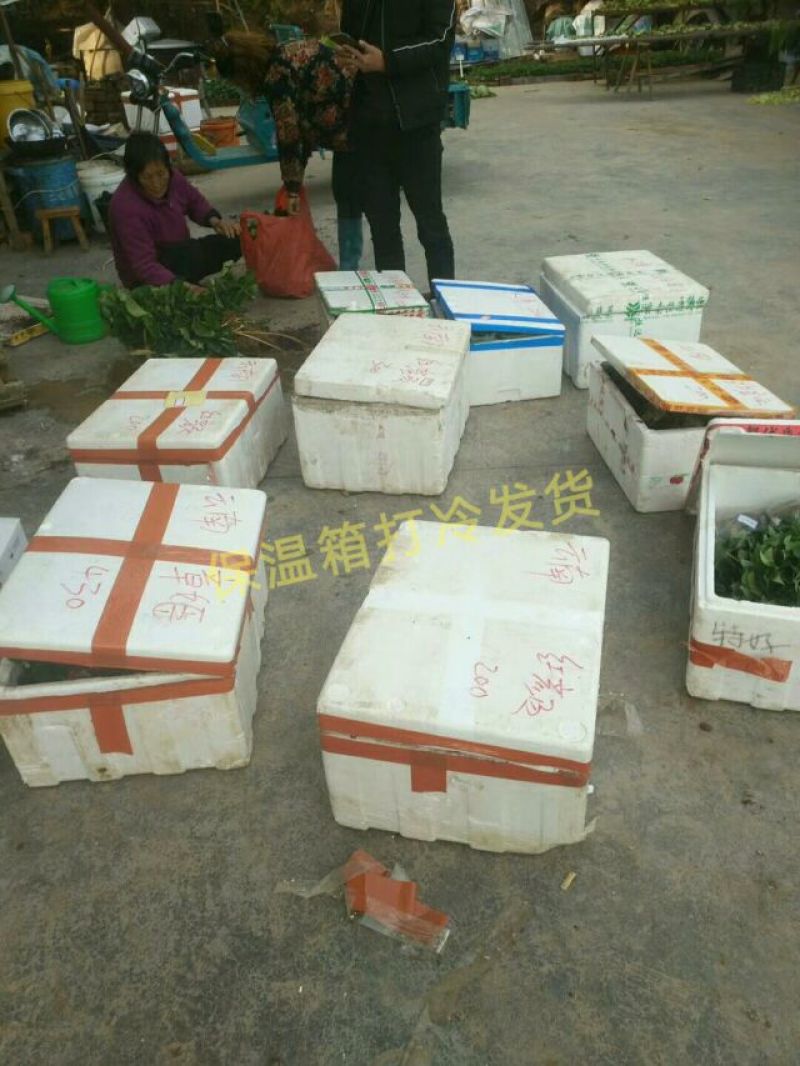草莓苗当天发货冷链发车甜宝草莓苗起苗保湿邮寄