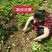 草莓苗当天发货冷链发车甜宝草莓苗起苗保湿邮寄