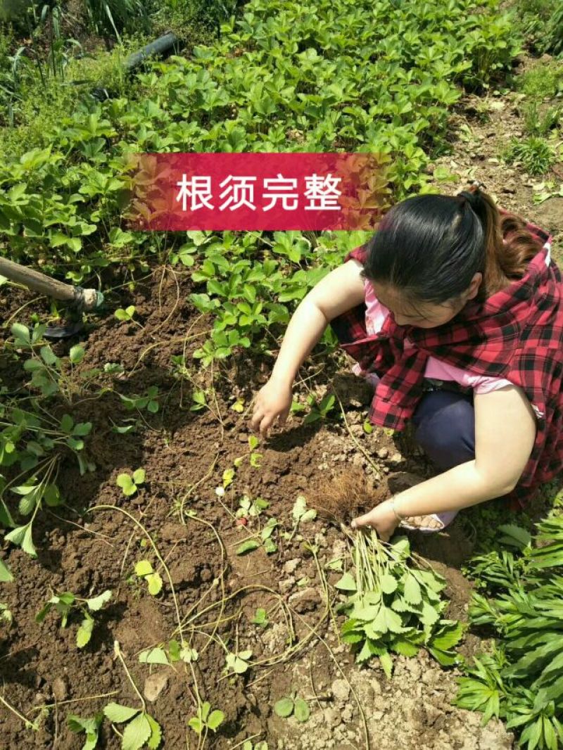 草莓苗当天发货冷链发车甜宝草莓苗起苗保湿邮寄