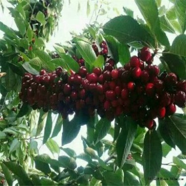 樱桃树苗一年搞苗20万株樱桃种子嫁接吉赛拉矮化樱桃苗苗