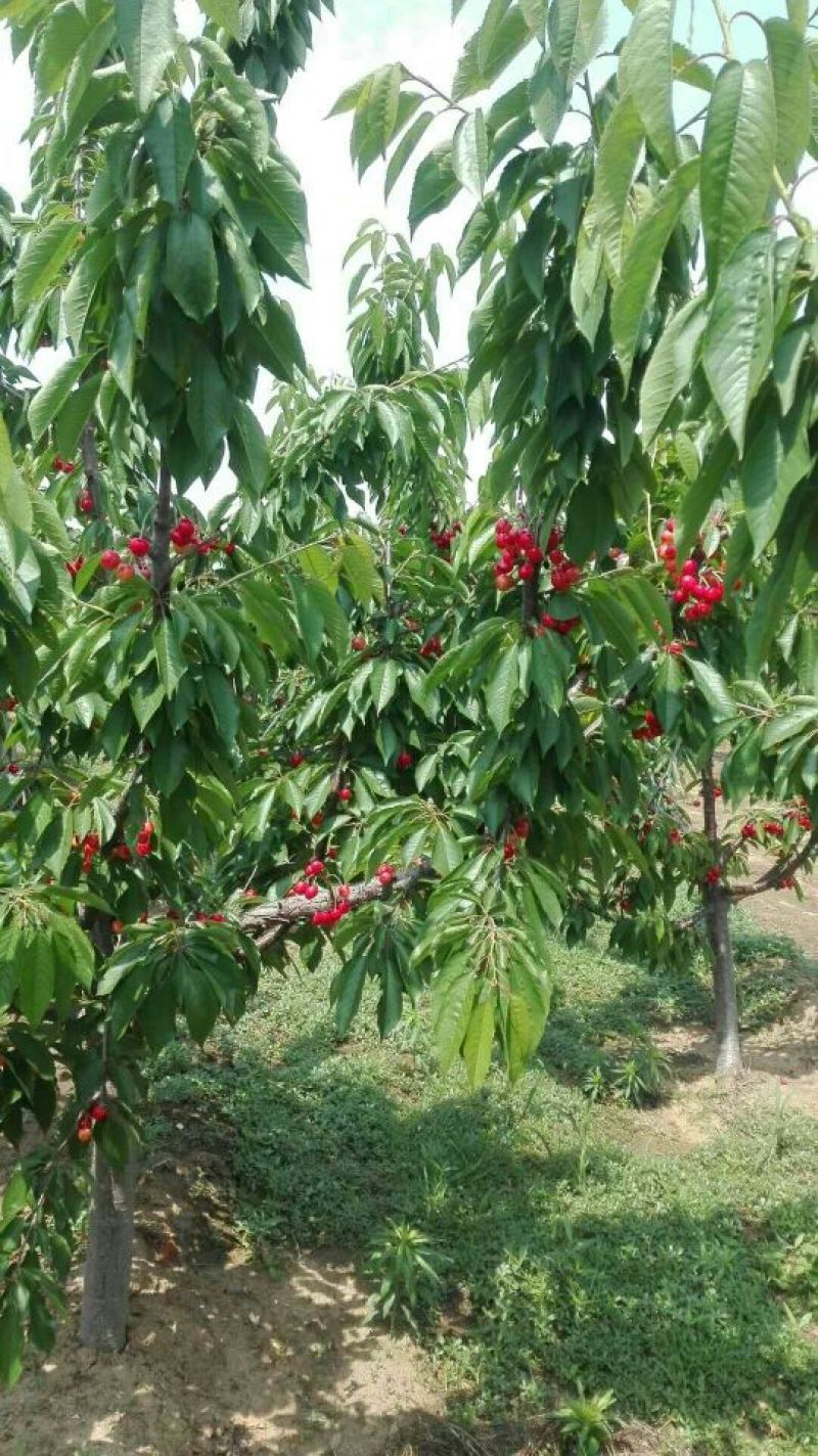 批发樱桃树苗矮化嫁接吉塞拉占木结果早1-5樱桃苗价格便宜