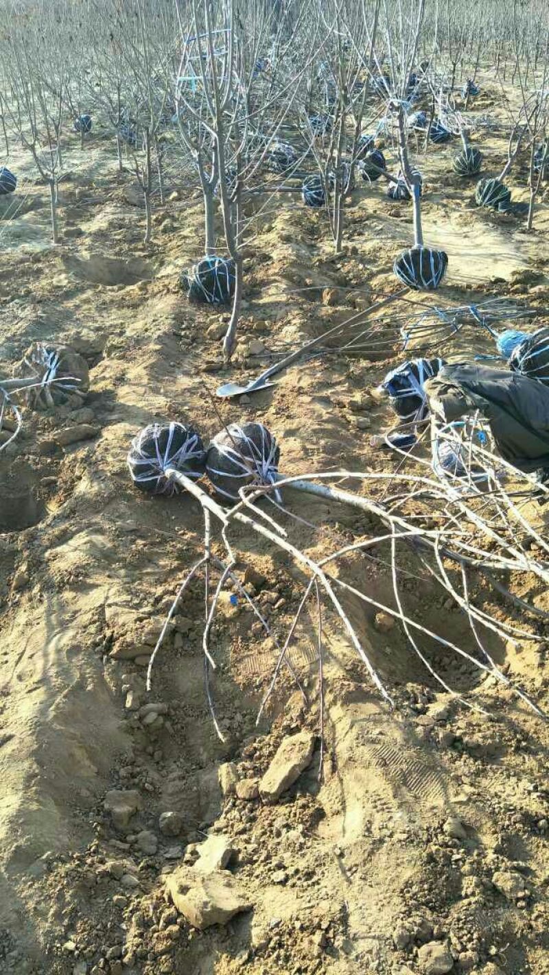 批发樱桃树苗矮化嫁接吉塞拉占木结果早1-5樱桃苗价格便宜