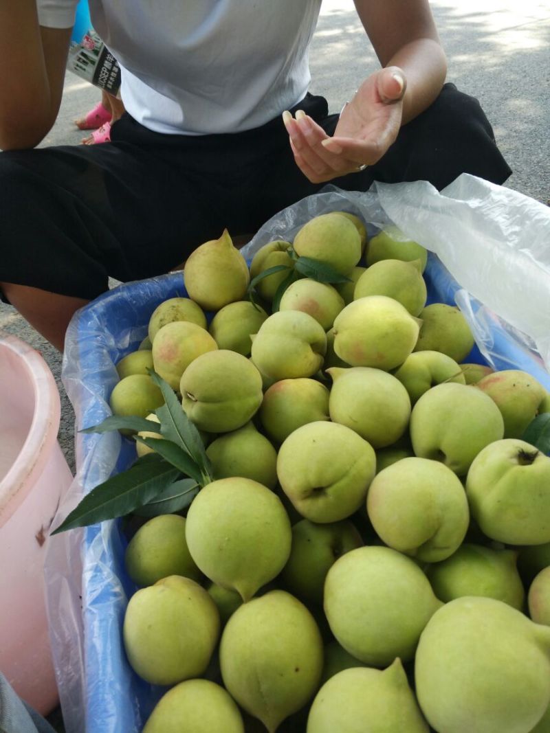 鹰嘴桃，一件代发，良心价格，产地直发，包邮。