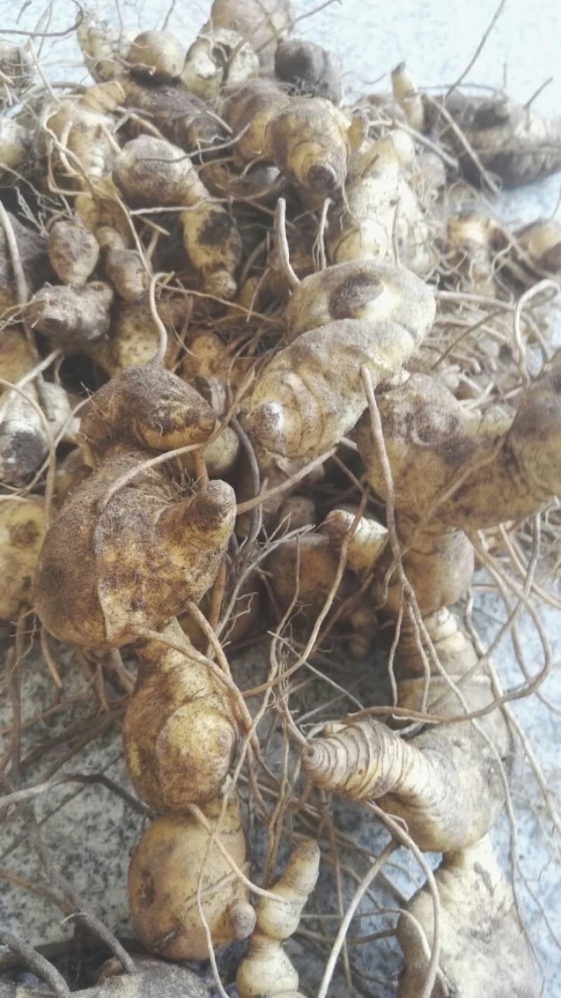 鸡头黄精特选货，大别山品种，货源充足量大优惠欢迎