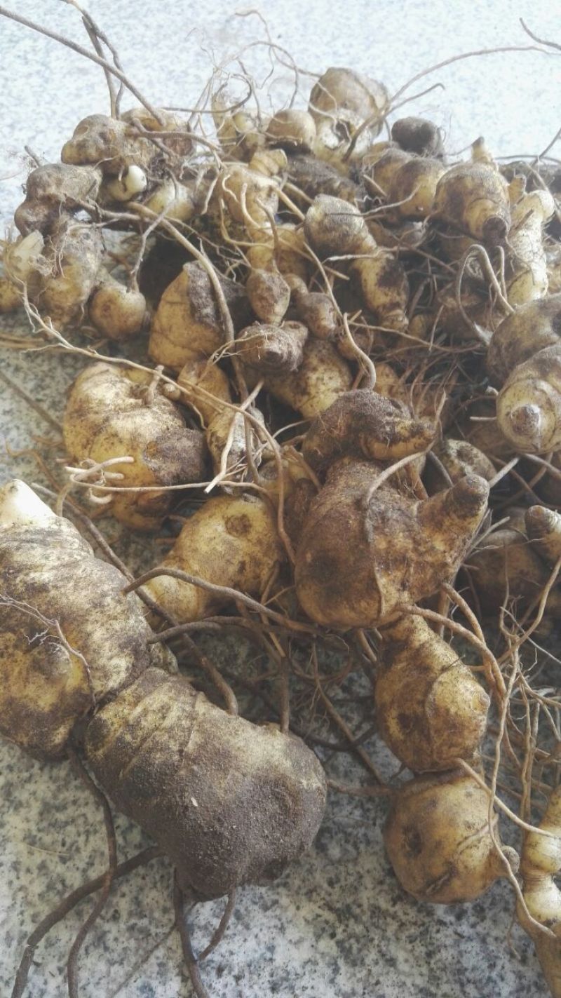 鸡头黄精特选货，大别山品种，货源充足量大优惠欢迎