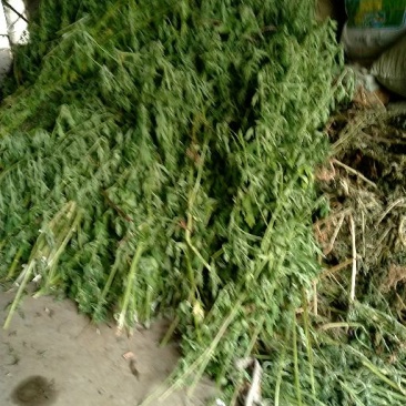 益母草