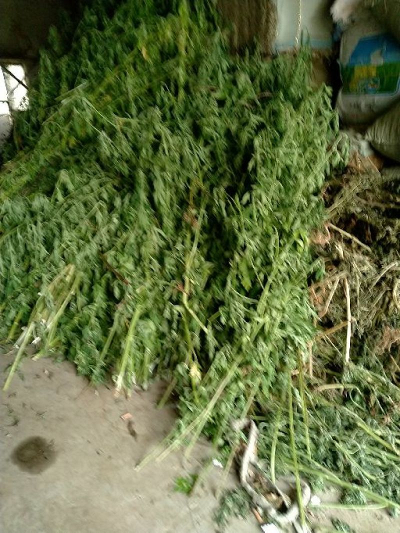 益母草