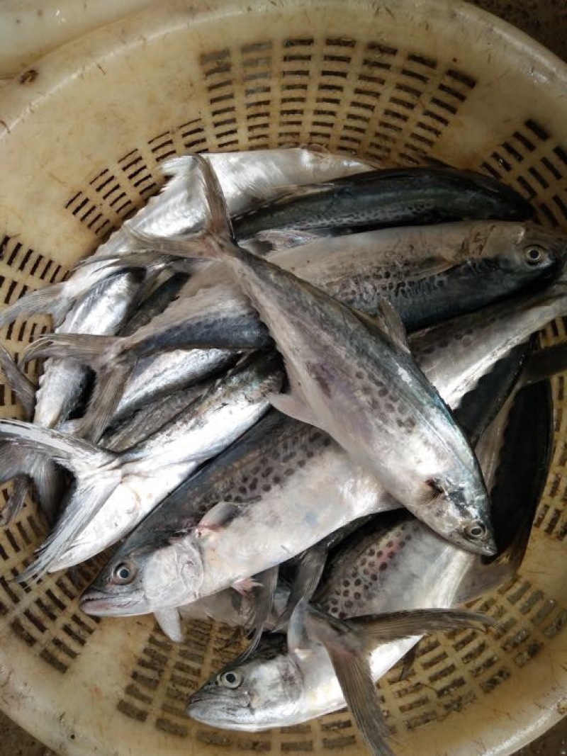 马鲛鱼竹鲛