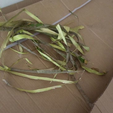 合欢皮