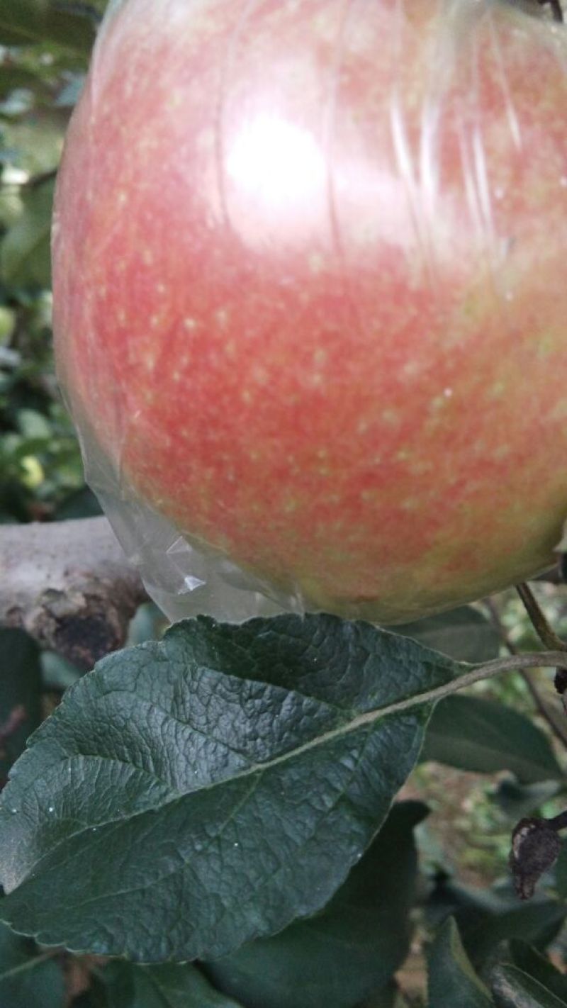 红星苹果大量上市。质量保证。价格优惠。欢迎老板抓紧时间来