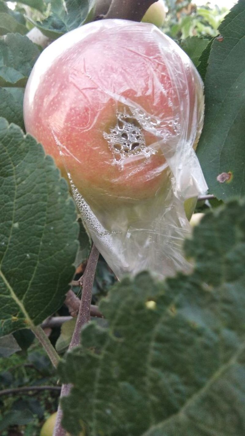 红星苹果大量上市。质量保证。价格优惠。欢迎老板抓紧时间来