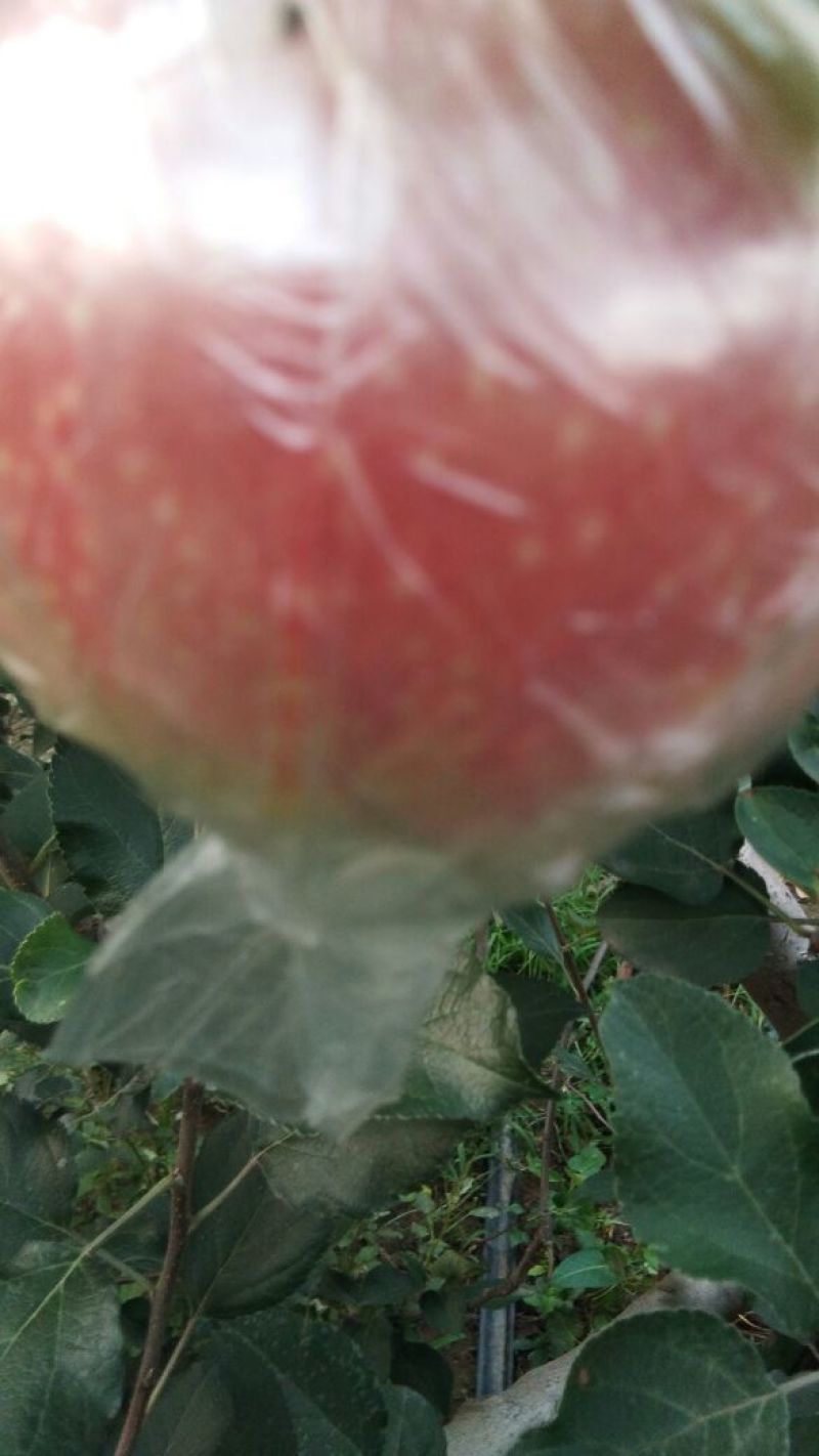 红星苹果大量上市。质量保证。价格优惠。欢迎老板抓紧时间来