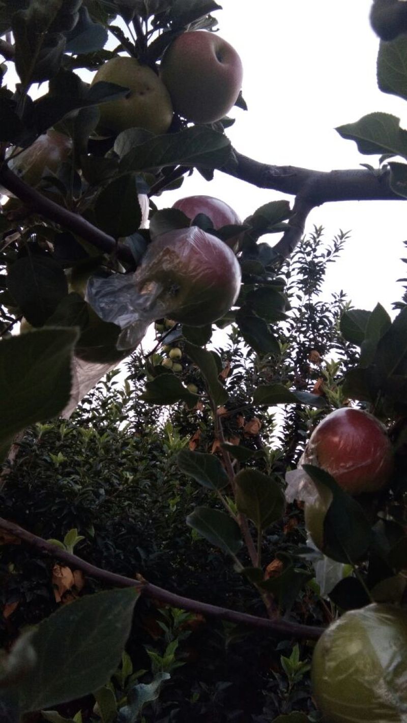 红星苹果大量上市。质量保证。价格优惠。欢迎老板抓紧时间来