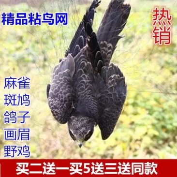 鸟网防麻雀斑鸠鸽子粘网野鸡野兔网大量订购