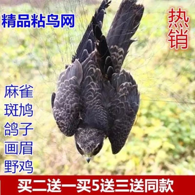 鸟网防麻雀斑鸠鸽子粘网野鸡野兔网大量订购
