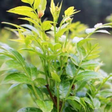 藤茶，
