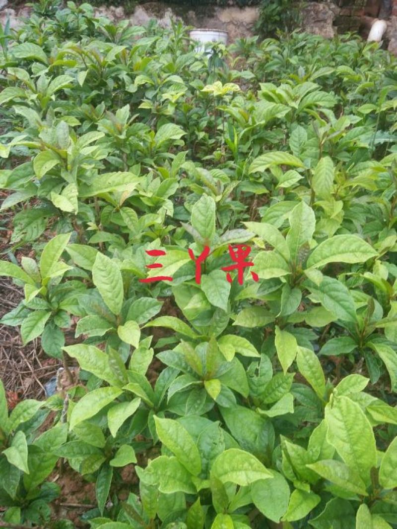 三丫果苗