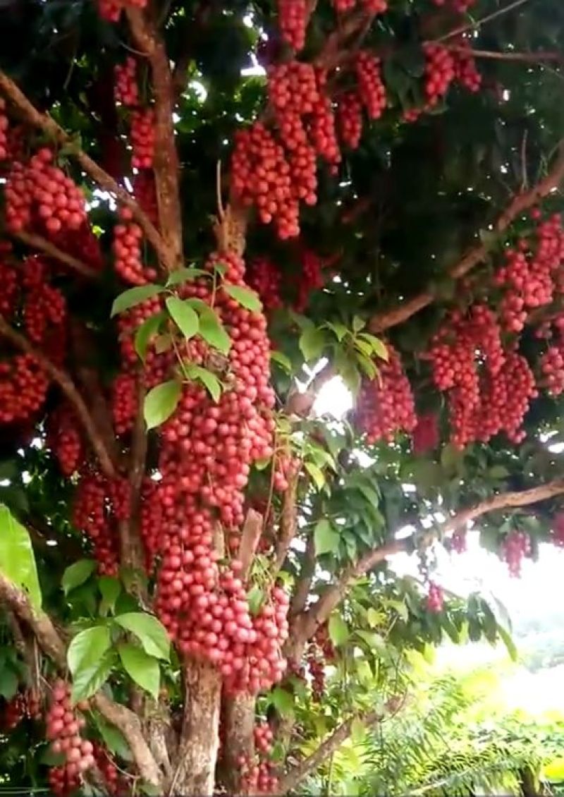 三丫果苗