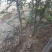 2公分以上大红袍花椒树基地直销,提供技术指导