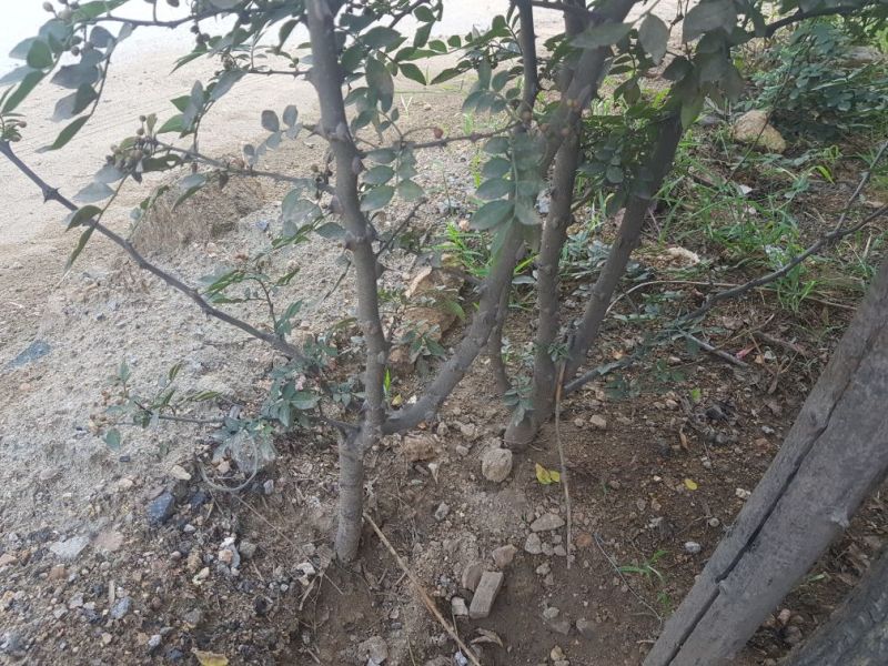 2公分以上大红袍花椒树基地直销，提供技术指导