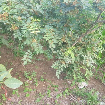 2公分以上大红袍花椒树基地直销,提供技术指导