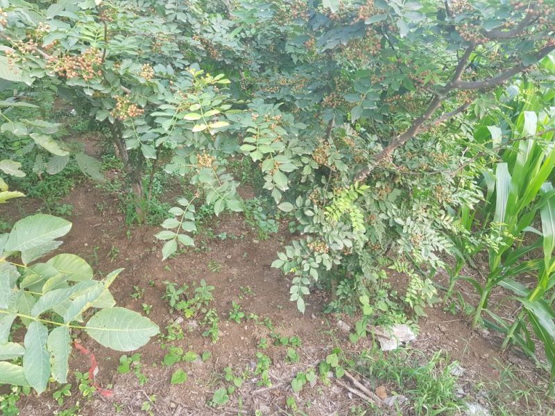 2公分以上大红袍花椒树基地直销，提供技术指导